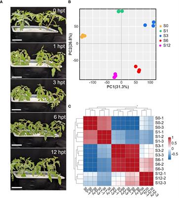 RNA-seq analysis reveals transcriptome reprogramming and alternative splicing during early response to salt stress in tomato root